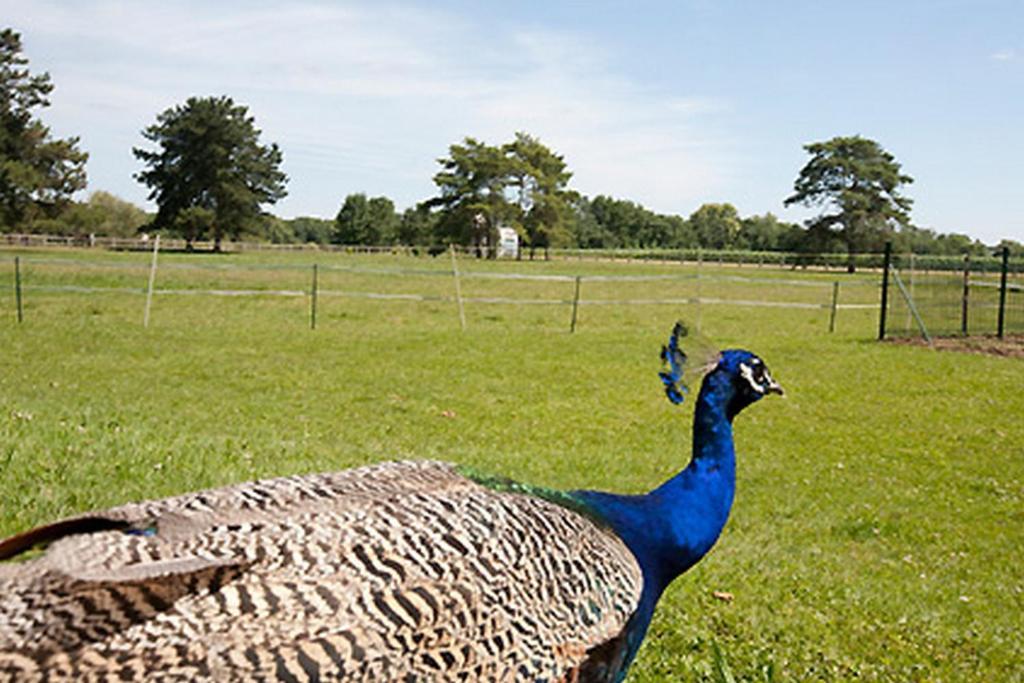 Logis Hotel Restaurant La Vieille Ferme, Macon Nord Sance Экстерьер фото